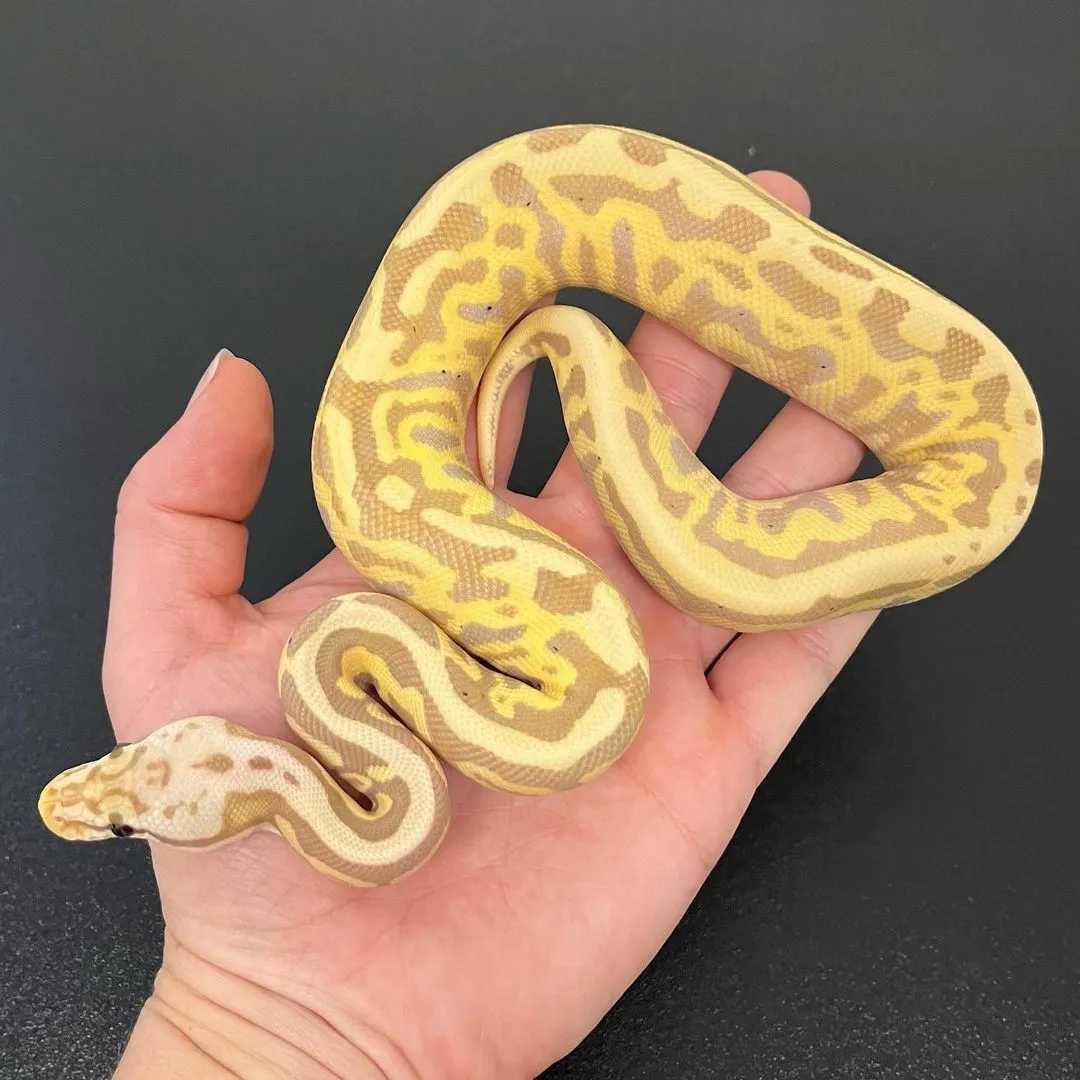 Banana Leopard Spotnose Hey Clown