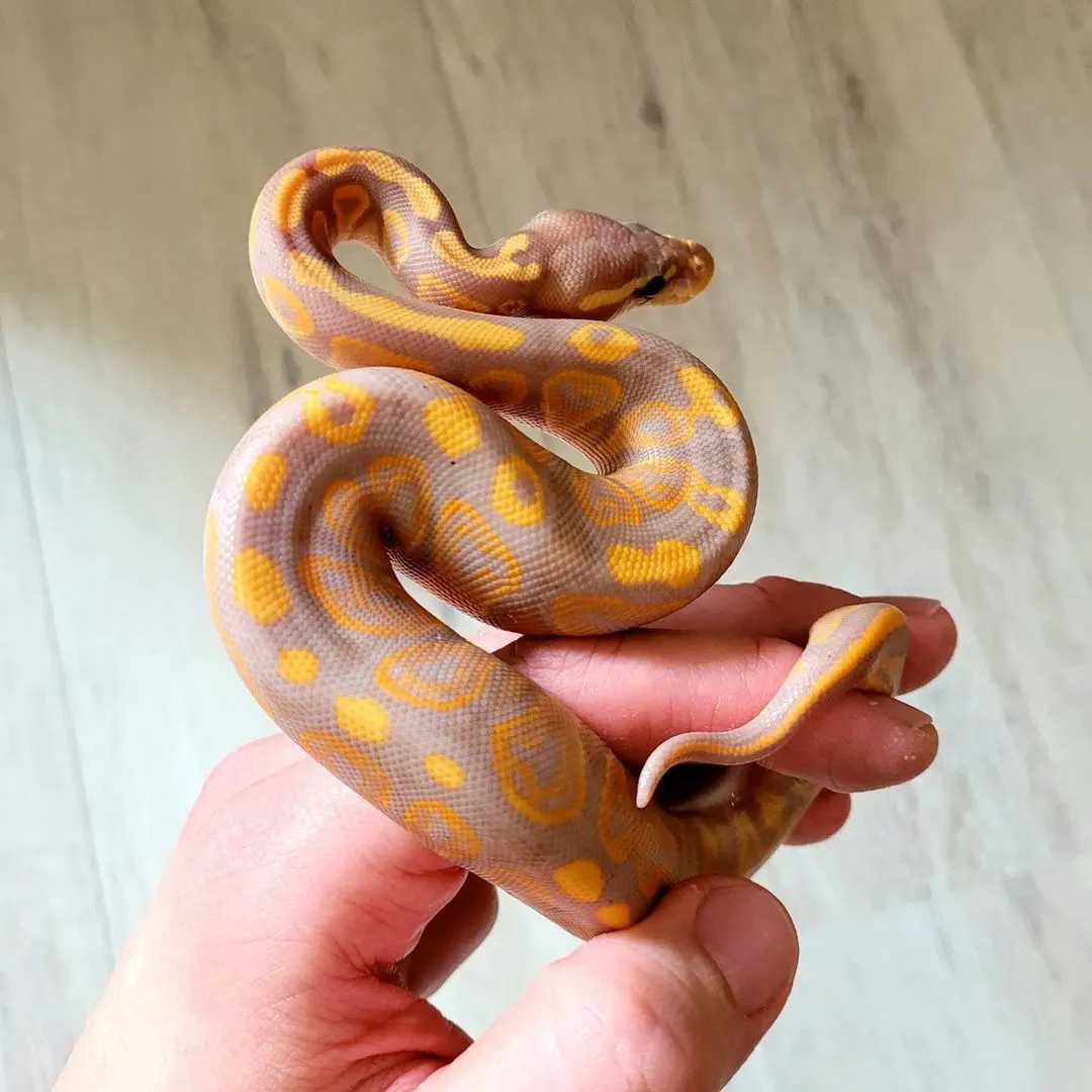 Banana PB Hit Piebald