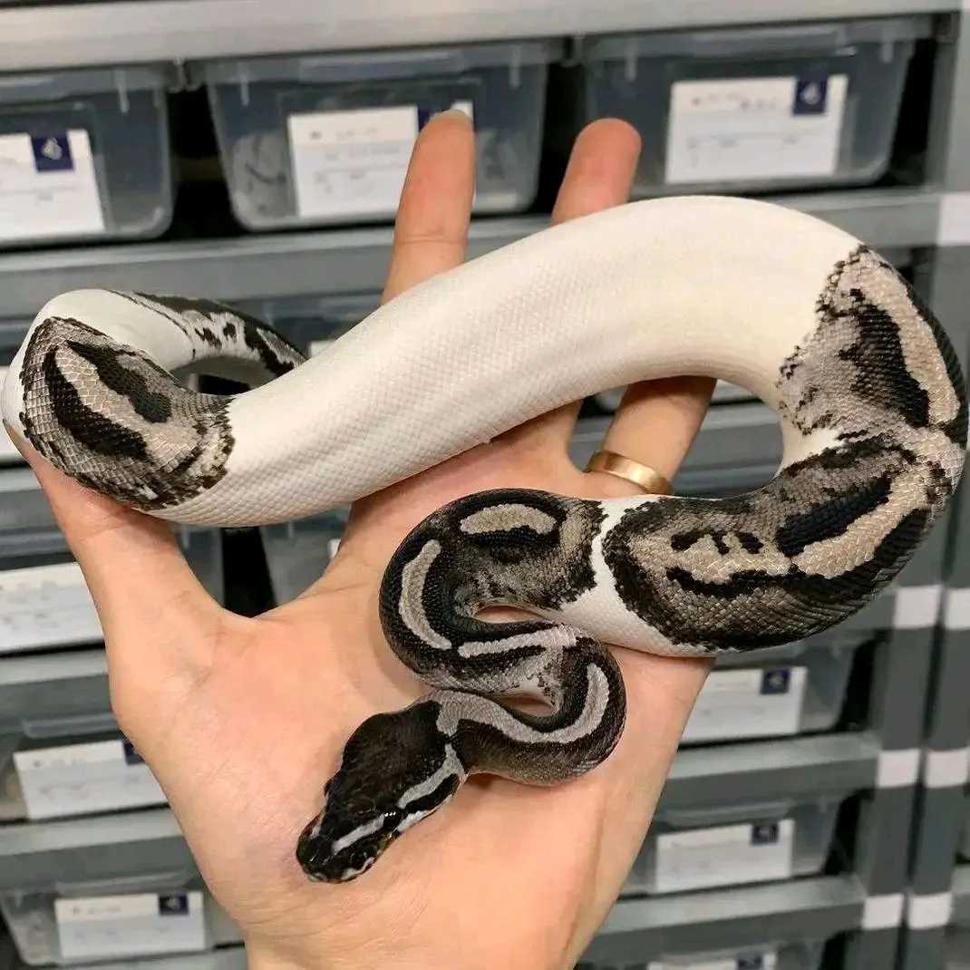 Lightning Axanthic Pied