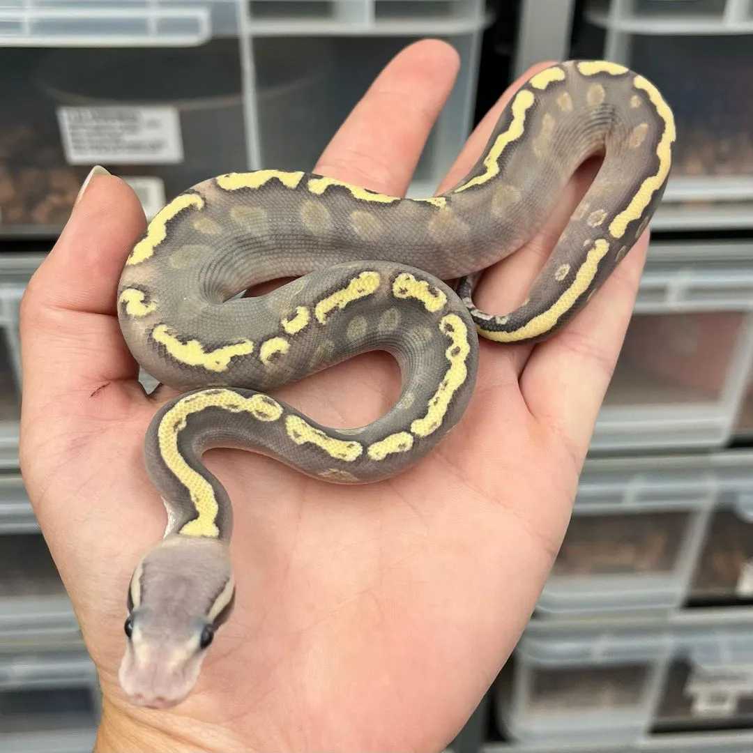 GHI Mohave pastel Orange Ghost