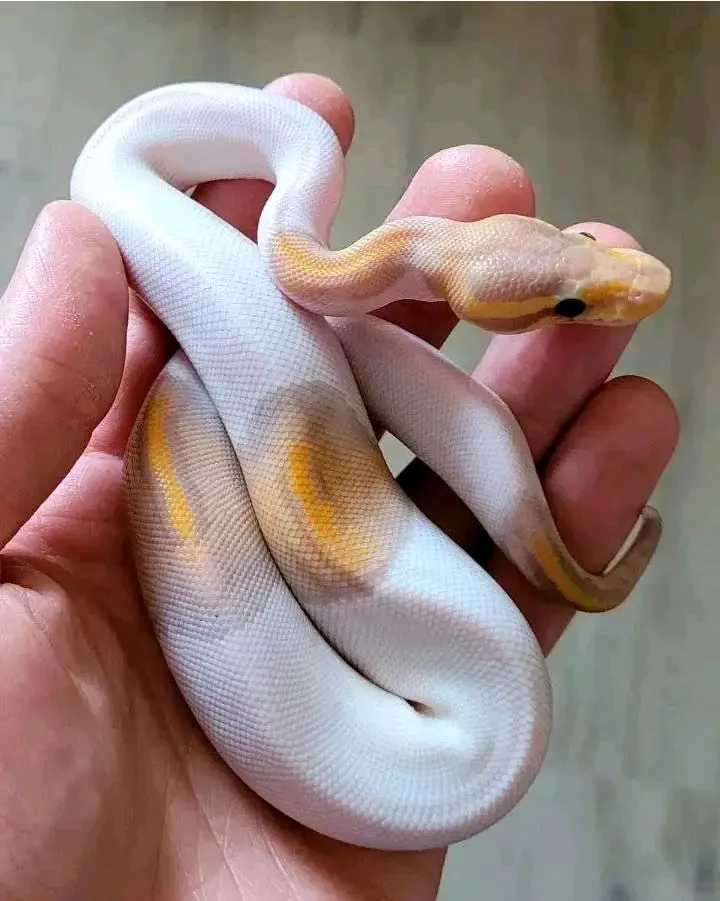 Banana Black Pastel Piebald