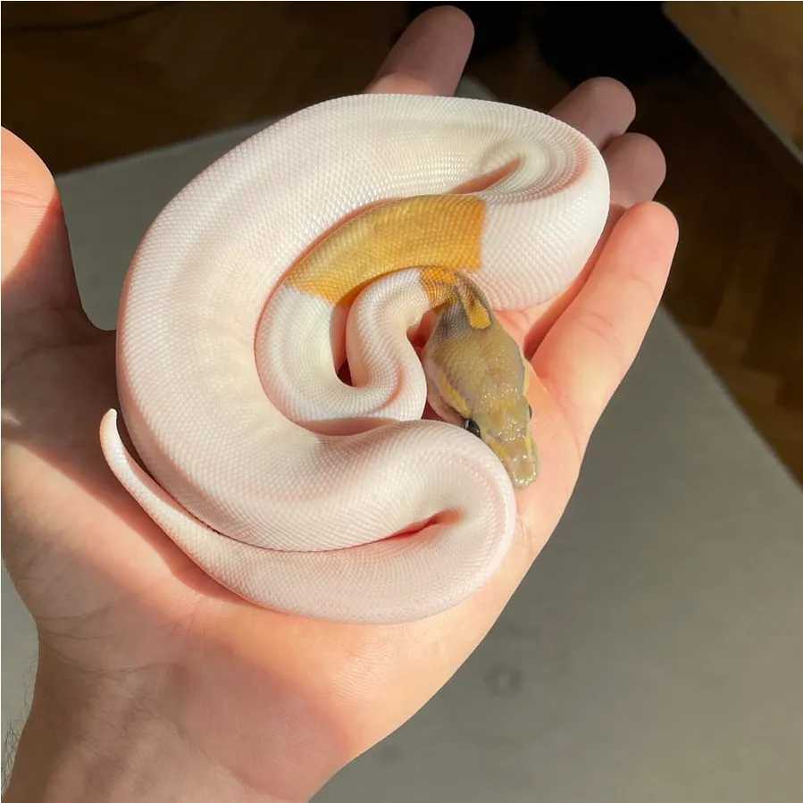 Mojave Ghost Piebald