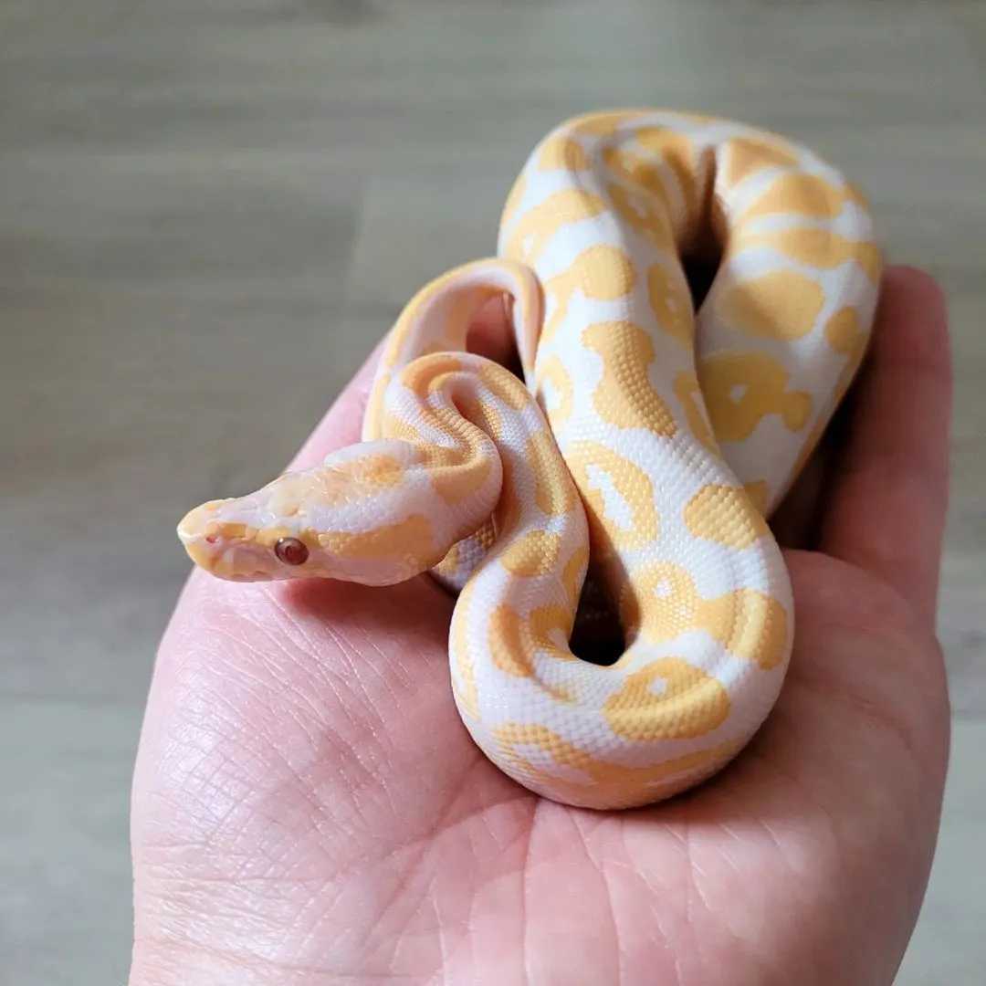 Lavender Albino